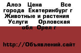 Алоэ › Цена ­ 150 - Все города, Екатеринбург г. Животные и растения » Услуги   . Орловская обл.,Орел г.